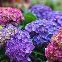 Tomá nota: mirá cómo podés reproducir fácil y gratis la planta favorita de tu abuela en otoño