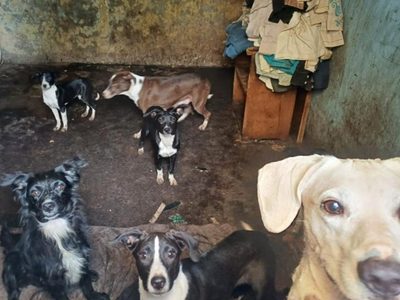 Rescatan a 18 perros víctimas de maltrato y crueldad animal en la CDMX