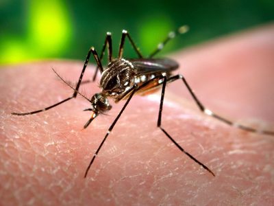 Alerta dengue: aumentan los casos en todo el país