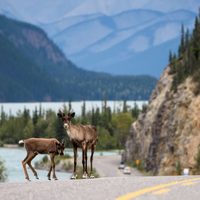 Tras años de inundación, una región de Canadá sufre una catastrófica sequía