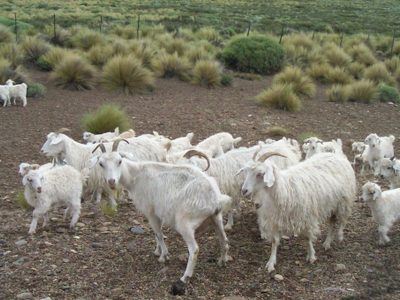 Cuatreros atacaron a un criancero y se llevaron sus animales