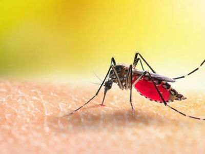Guardá 1 botella plástica: creá esta trampa que mantendrá alejados a los mosquitos de tu cocina