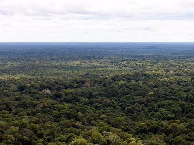 Encontrados con vida tres niños y un bebé desaparecidos hace más de dos semanas en la selva