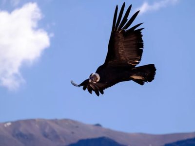 Neuquén realizará el cuarto censo del condor andino para evaluar su población provincial