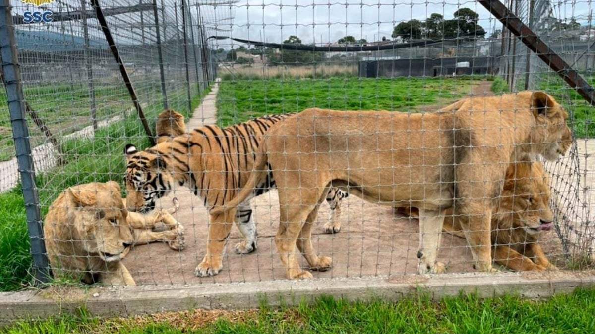 Felinos decomisados en el predio