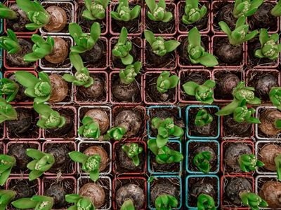 Huerta para principiantes: cinco hortalizas para cultivar en maceta
