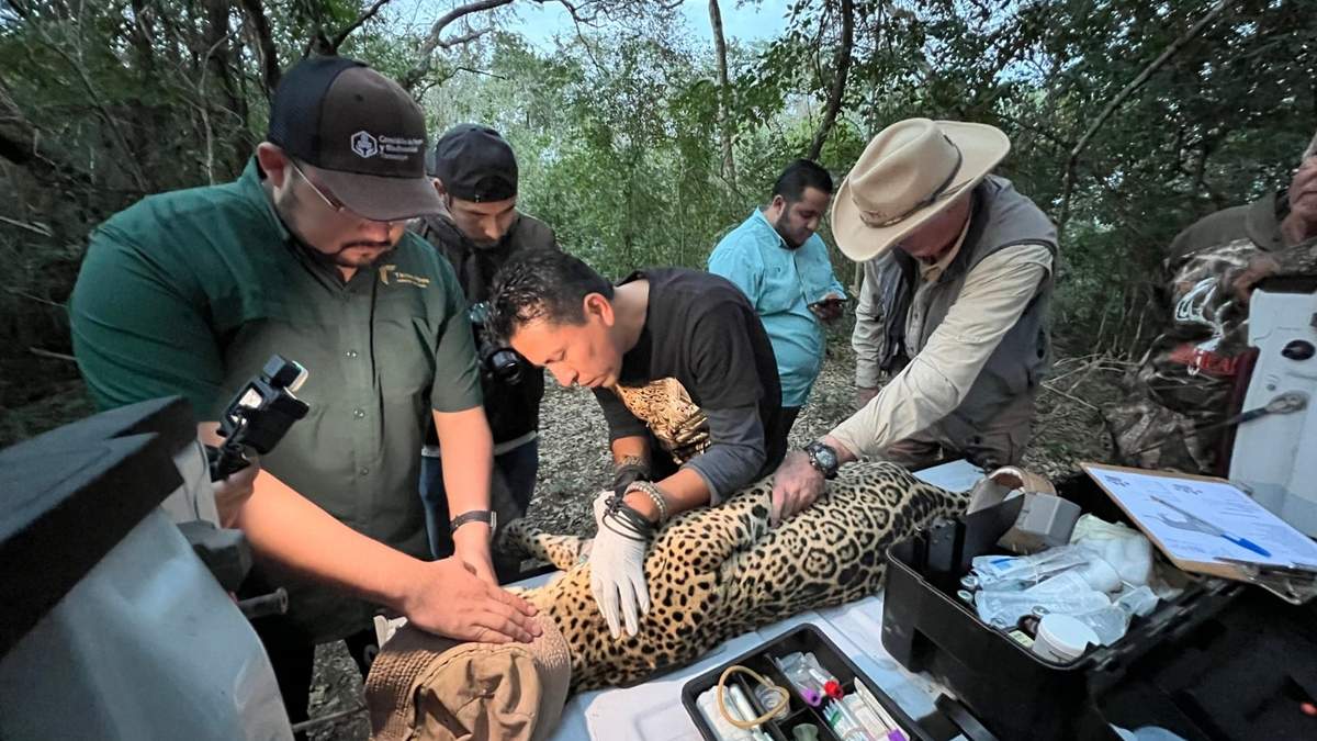 Impulsa Tamaulipas conservación del jaguar con estaciones de fototrampeo