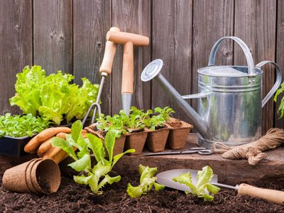Estos son los cultivos que podés sembrar en el mes de mayo para tener tu huerta llena frutas y verduras