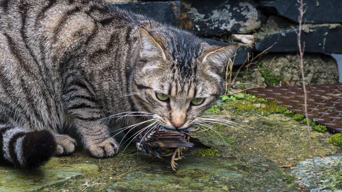 Los gatos matan millones de pequeños mamíferos y de aves al año en Polonia