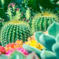 5 suculentas que son tóxicas y peligrosas para niños y animales