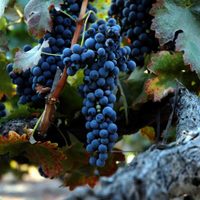 No pierdas tiempo: el truco de los viveros para que tu Parra te regale las uvas más ricas en verano