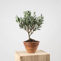 El árbol que todos quieren tener en su casa por moda, pero esconde un secreto que pocos conocen