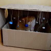 No gastes en el Petshop: si tenés un gato, hacele este juguete casero con tapitas de gaseosa y cartón que va a amar
