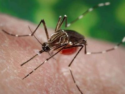 Confirman 35 nuevos casos de dengue en Oaxaca