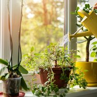 La planta ideal si siempre te olvidás de regar: resistente, fácil y de crecimiento rápido