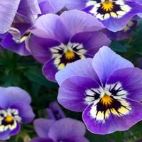 La planta que cambia del violeta al blanco, atrae mariposas y llena de aroma todo tu jardín