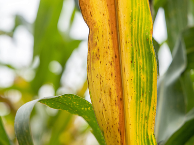 El brebaje casero para que tus plantas dejen de tener hojas amarillas marchitas y se pongan verdes brillantes