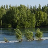 Clima en Neuquén: domingo de sol, viento y calor