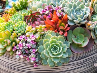 Plantas: 3 suculentas Kalanchoe que vas a querer tener en casa por lo lindas que son