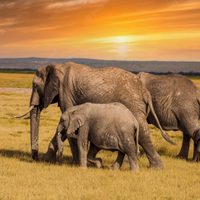La sequía de Kenia se endurece y ya se llevó a 205 elefantes salvajes