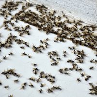 Alerta por invasión de hormigas voladoras en el AMBA: a qué se debe