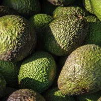 México vende más aguacate en 2023, pero obtiene menos ganancias que en 2022