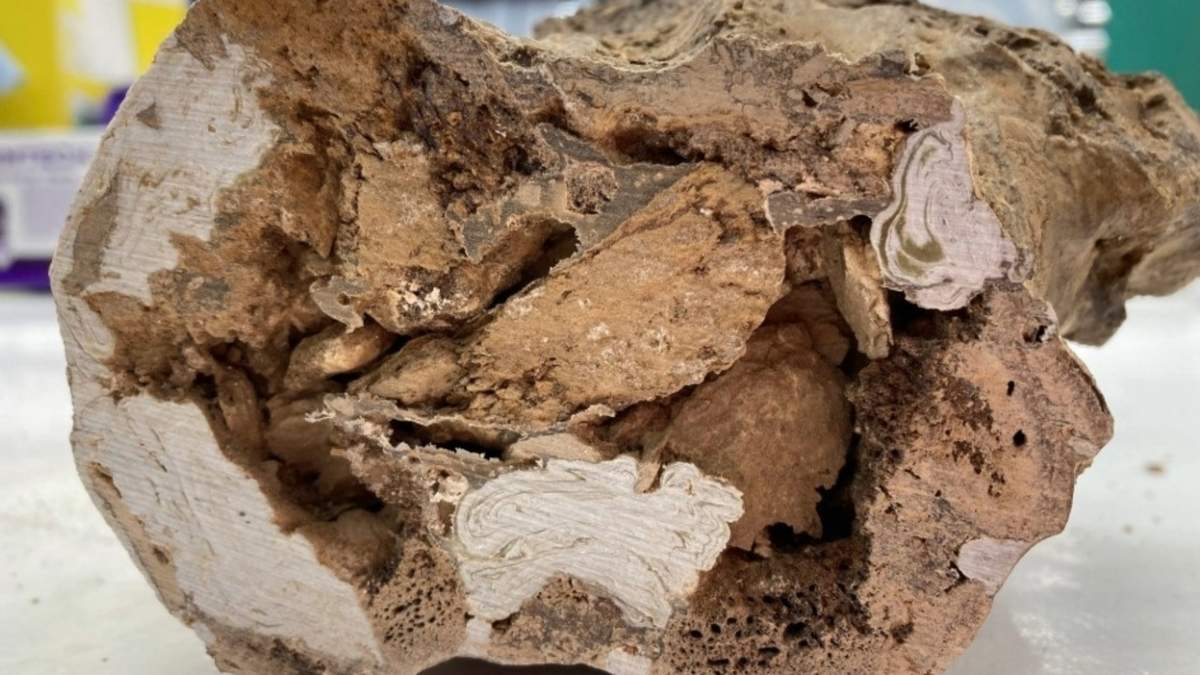 Evidencia sólida de que aún pueden preservar sus moléculas orgánicas originales, incluidos los de huesos y dientes de dinosaurios