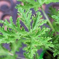 La valiosa planta que, además de ser comestible, te ayudará a repeler insectos de tu huerta o jardín