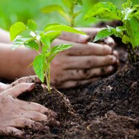Mucho cuidado: si tirás la yerba usada en tus plantas, tenés que saber este dato