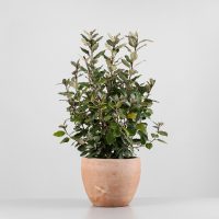 5 arbustos enanos ideales para macetas y bordes, resistentes a todo y perfectos para darle prolijidad a tu jardín