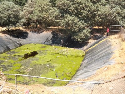 Descubren 100 perros muertos en relleno sanitario de Amecameca