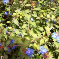 Resiste al clima frío y necesita poca agua, la planta apta para principiantes que todos quieren en casa