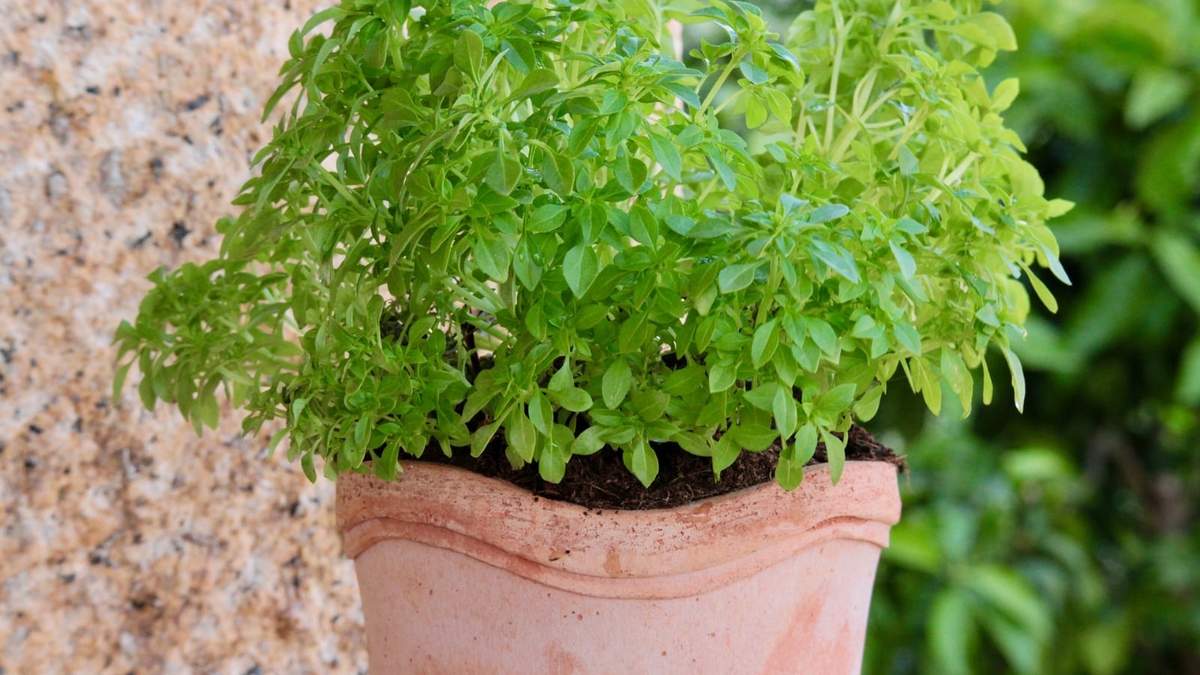 Plantas. Fuente: (Instagram)