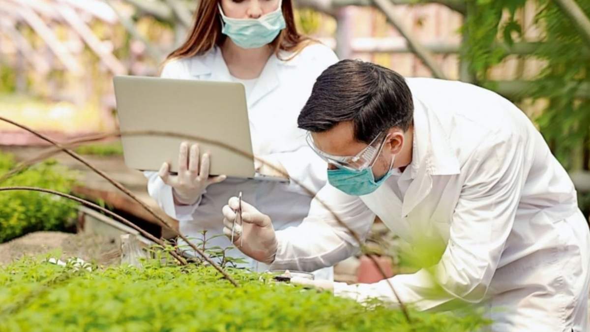 Vacuna vegetal contra el coronavirus. Fuente: (Twitter)