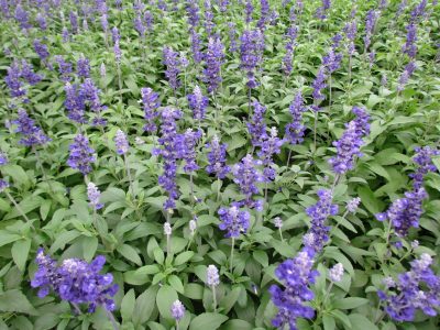 La planta que crece fácil esconde beneficios para tu salud y sobrevive perfectamente en maceta