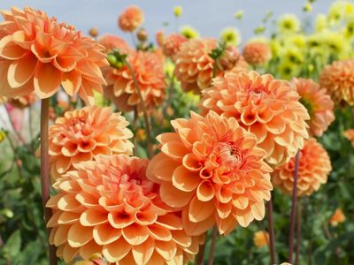 Flores hermosas y más grandes: hacé este abono para tus plantas con un ingrediente de la cocina que siempre tirás