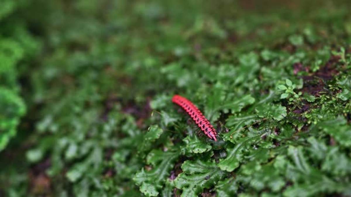 Insecto. Fuente: (X)