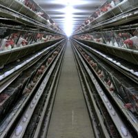 El mayor productor de huevos de Suecia sacrificará a todas sus gallinas por esta razón