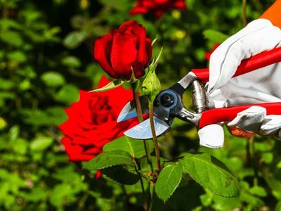 Cómo podar tus rosas y no fallar en el intento: el truco de los jardineros para revitalizar esta codiciada planta