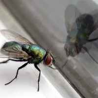 Traen un mensaje: qué significa que estos indeseados insectos entren a tu casa