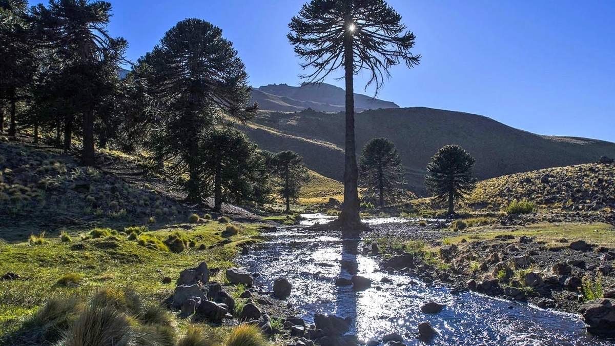 Ruca Choroi. Fuente: (Gobierno de Neuquén)