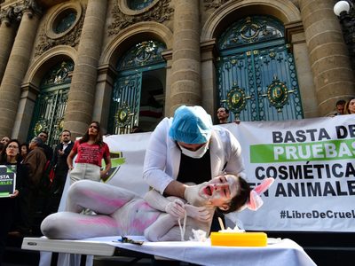 Avalan prisión de hasta siete años y multa a quien realice pruebas cosméticas en animales