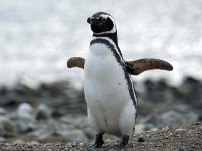 Temporada de pingüinos: una organización eliminó 1500 kilos de residuos de las playas de Chubut