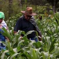 Envejecimiento de campesinos pone en riesgo la autosuficiencia alimentaria de México