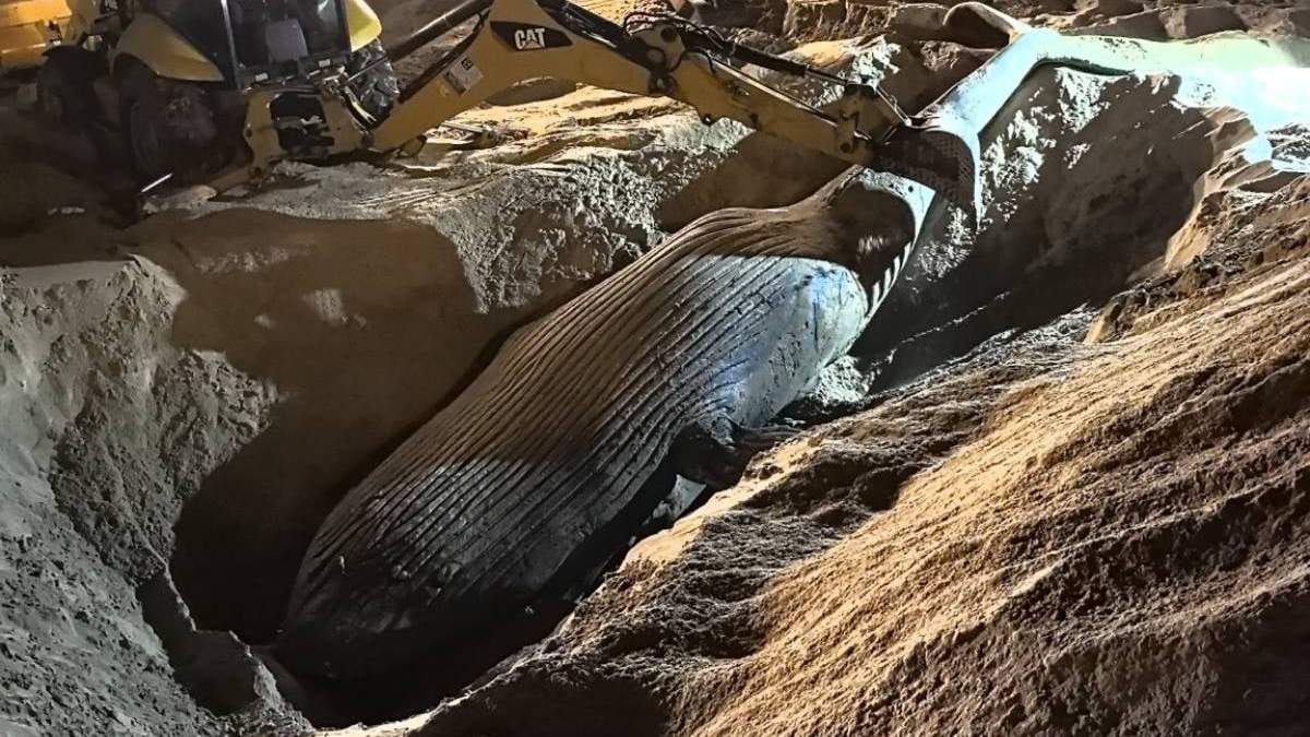 Ballena encalla y muere en Mazatlán