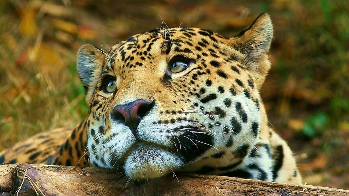 Malú, una yaguareté de Iberá. Fuente: (Twitter)