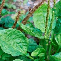 Crece rápido en tu jardín: la planta que muchos confunden con maleza, pero es muy poderosa