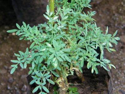 Lo que tenés que evitar al transplantar tu planta de Ruda para que no se marchite y crezca sana