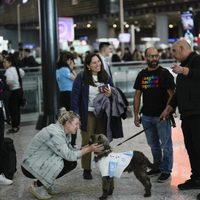 Aeropuerto contrata perros de terapia para mejorar experiencia de viajeros con ansiedad