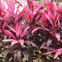 Cordyline: la planta de interior con una belleza exótica que querrás sumar a tu hogar